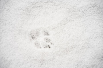 The footprint of a dog's paw in the snow