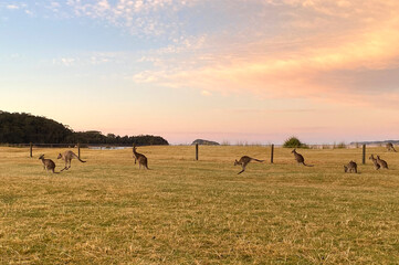 Naklejka premium Kangaroos in the field at sunrise. Marsupials near the beach in Australia, NSW. Wild animals on an early morning field with a pink sky. Landscape with Australian mammals.
