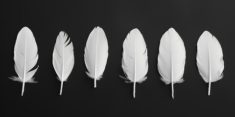 eight white feathers laid on a black background in th