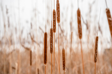 Overgrown dry cattail in winter. Herbaceous plants of lakes, marshes and rivers with brown...