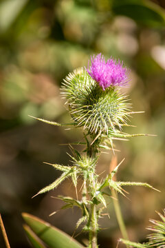 detalle de las flores de un cardo. Galactites tomentosus