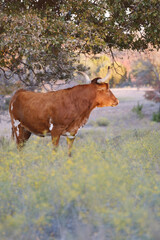 Texas longhorn cow in fall season pasture field in vertical portrait view.