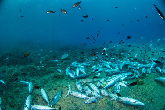 Seabed, fish.Alghero, Sassari, Sardinia. Italy Fishing waste