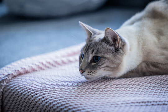 Katze jagt auf dem Sofa