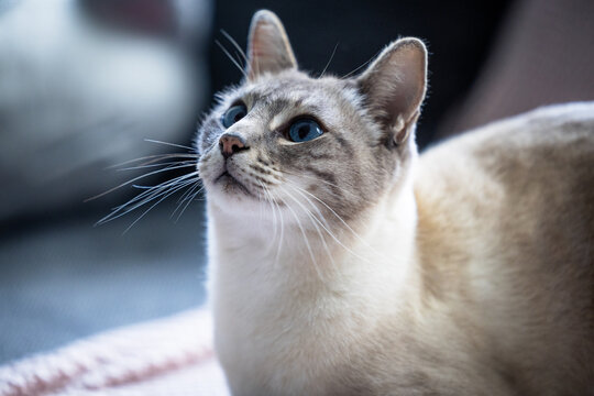 Neugierige Katze