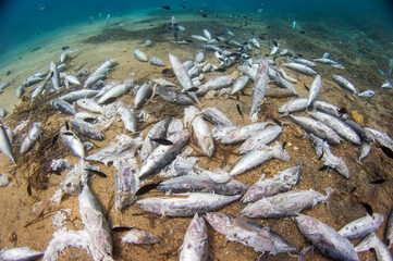 Fondale marino, pesci. Cala del vino. Sassari, Sardegna. Italy Scarti della pesca