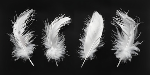 four white feathers on a black background in the styl