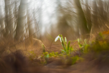 Abstract photography of nature. Photo with an old manual lens with the lens rotated. Spring flower snowdrop