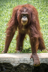 The Bornean orangutan (Pongo pygmaeus) is a species of orangutan endemic to the island of Borneo