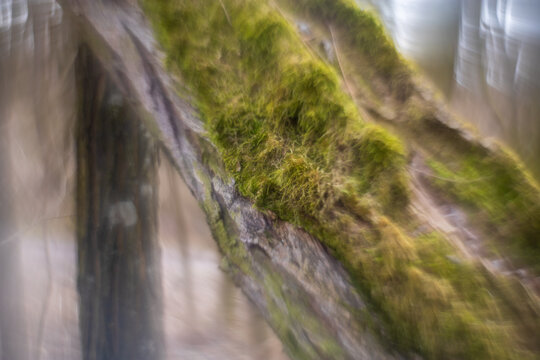 Abstract photography of nature. Photo with an old manual lens with the lens rotated.