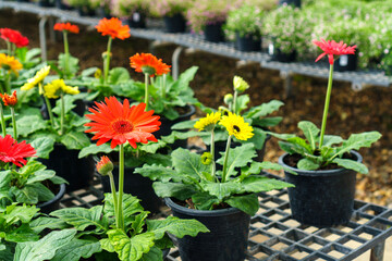 Fototapeta na wymiar Colorful gerbera seedlings in plantpots at the greenhouse market of plants for gardening and landscape design.