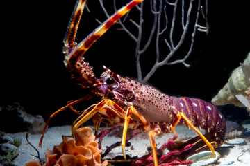 aragosta (palinurus elephas) Alghero. Sardegna. Italia