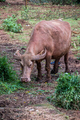 The water buffalo (Bubalus bubalis), also called the domestic water buffalo or Asian water buffalo