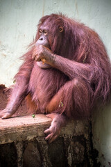 The Bornean orangutan (Pongo pygmaeus) is a species of orangutan endemic to the island of Borneo