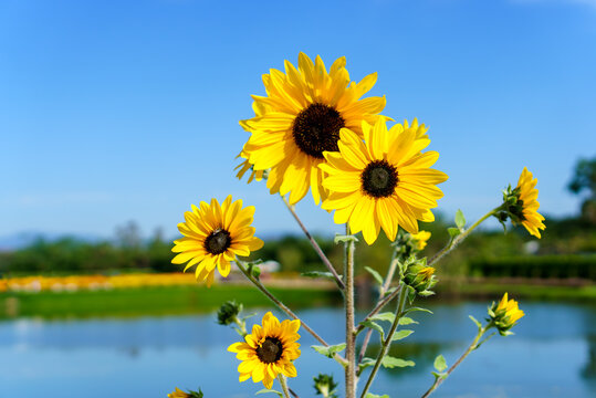 Sunflower overlooking a lake with high contrast and bright.