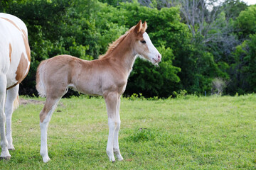 Naklejka na ściany i meble Foal paint horse in spring pasture on farm, new life in animal concept, copy space on background.