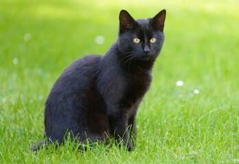 a black cat is sitting in the grass
