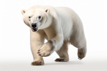 Polar Bear Charging on a White Background. Beautiful bear portrait