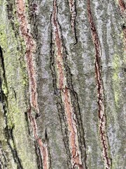 Tree bark texture with vertical long cracks. Bright colors. Can be a background and texture material