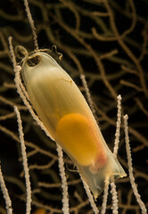 Uovo di Gattuccio (Scyliorhinus canicula) con l'embrione all'interno