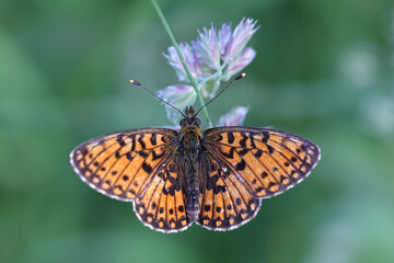 Small pearl-bordered fritillary, Boloria selene, also known as  silver-bordered fritillary, butterfly from Finland