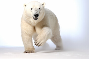 Polar Bear Charging on a White Background. Beautiful bear portrait