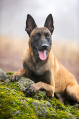 Belgian Shepherd beautiful dog in the forest