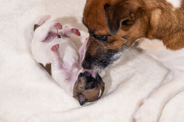 A small Jack Russell terrier puppy. One day from birth. Mom dog takes care of a newborn puppy.