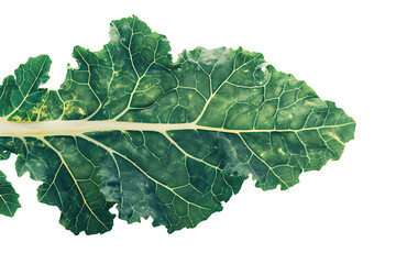 kale leaf isolated on white background picture in the - obrazy, fototapety, plakaty