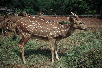 Naklejka na ściany i meble The chital or cheetal also known as the spotted deer, chital deer and axis deer, is a deer species native to the Indian subcontinent