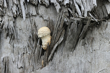 Hemipholiota populnea, also known as Pholiota populnea, a scalycap mushrooms from Finland, no...