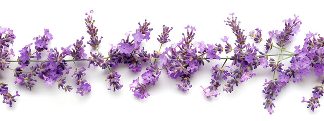 lavender blossoms isolated on white background in the