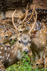 The chital or cheetal also known as the spotted deer, chital deer and axis deer, is a deer species...