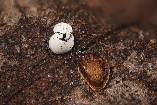 Didymium difforme, a slime mold growing on hazel leaf in Finland, microscope image of sporangia