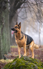 german shepherd dog sitting on the ground