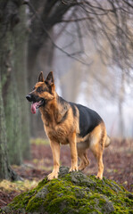 Naklejka na ściany i meble german shepherd dog sitting on the ground