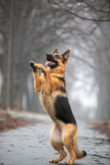 german shepherd dog sitting on the ground