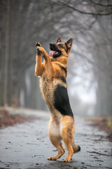 german shepherd dog sitting on the ground