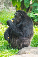 The chimpanzee also known as simply the chimp, is a species of great ape native to the forests and savannahs of tropical Africa.