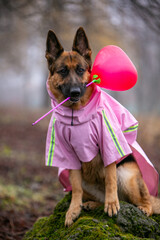 german shepherd dog sitting on the ground