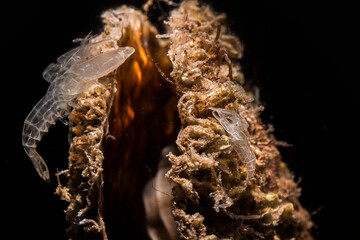 Fan clam shrimp (Pontonia pinnophylax). This tiny transparent-bodied commensal shrimp lives inside...