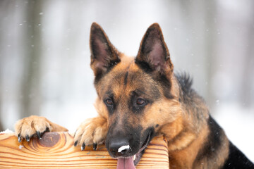 portrait of a shepherd