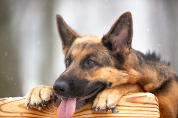 portrait of a shepherd
