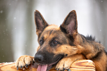 portrait of a shepherd