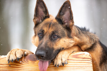 portrait of a shepherd