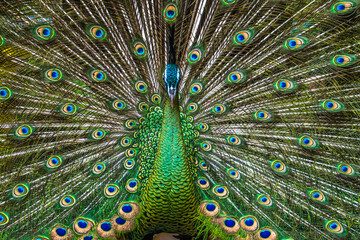Fototapeta premium The green peafowl or Indonesian peafowl (Pavo muticus) is a peafowl species native to the tropical forests of Southeast Asia and Indochina