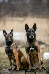  two Belgian Malinois dog in autumn location