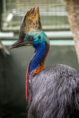 Naklejka premium Cassowary is a large flightless bird native to Australia and New Guinea.