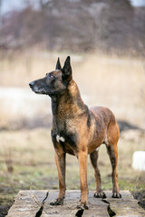  two Belgian Malinois dog in autumn location