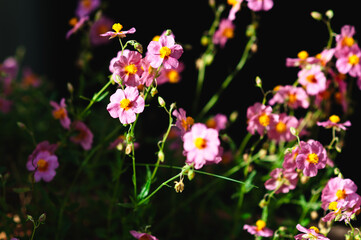 Pink meadow Flowers enjoying Sunshine on black background